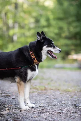 Maya Handmade Leather Dog Collar